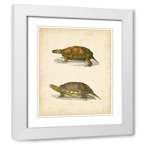 Turtle Duo I White Modern Wood Framed Art Print with Double Matting by Hill, J.W.