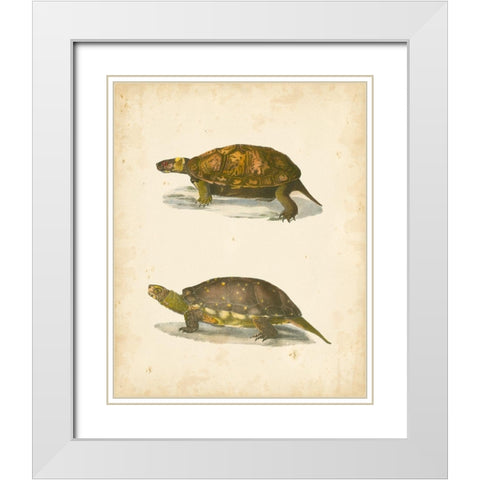 Turtle Duo I White Modern Wood Framed Art Print with Double Matting by Hill, J.W.