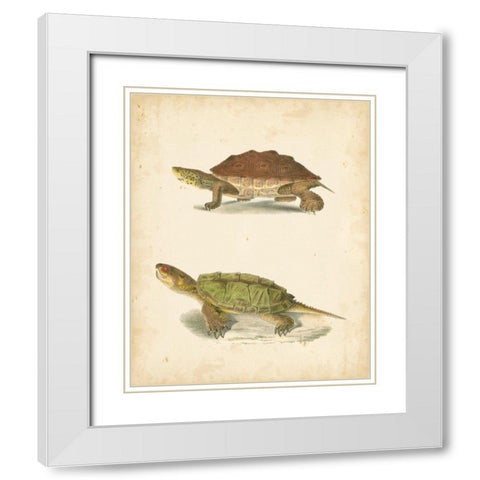 Turtle Duo II White Modern Wood Framed Art Print with Double Matting by Hill, J.W.