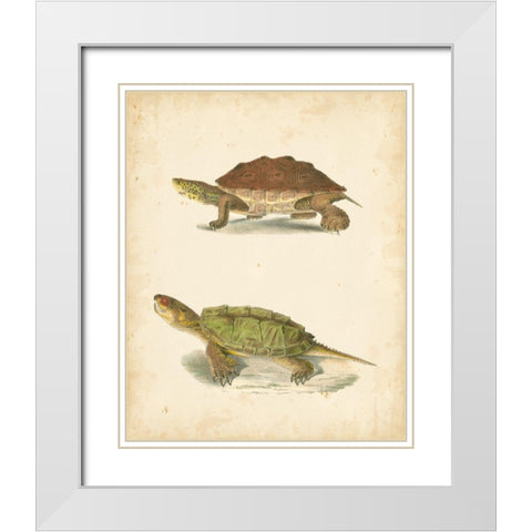 Turtle Duo II White Modern Wood Framed Art Print with Double Matting by Hill, J.W.
