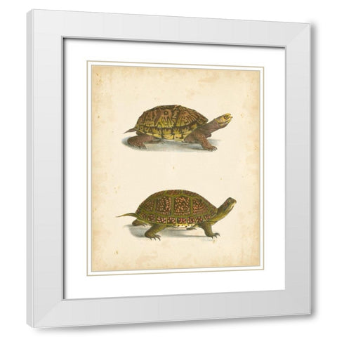 Turtle Duo III White Modern Wood Framed Art Print with Double Matting by Hill, J.W.