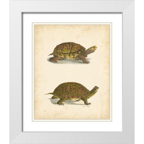 Turtle Duo III White Modern Wood Framed Art Print with Double Matting by Hill, J.W.