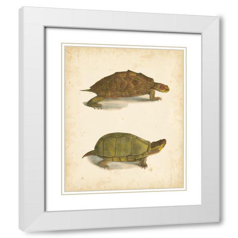 Turtle Duo IV White Modern Wood Framed Art Print with Double Matting by Hill, J.W.