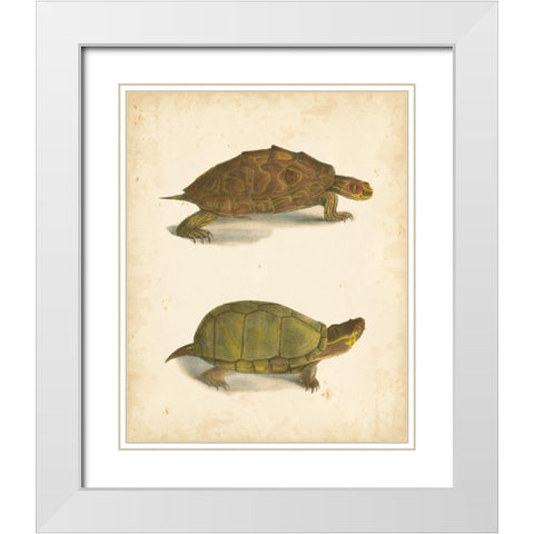Turtle Duo IV White Modern Wood Framed Art Print with Double Matting by Hill, J.W.