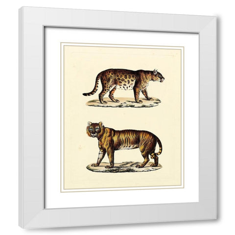 Animal Studies II White Modern Wood Framed Art Print with Double Matting by Vision Studio