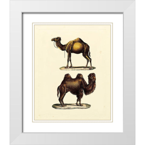 Animal Studies III White Modern Wood Framed Art Print with Double Matting by Vision Studio