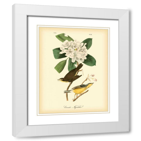 Canada Flycatcher White Modern Wood Framed Art Print with Double Matting by Audubon, John James