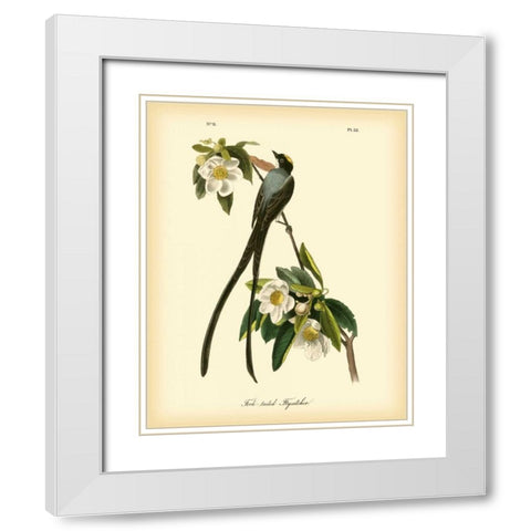 Fork-tailed Flycatcher White Modern Wood Framed Art Print with Double Matting by Audubon, John James