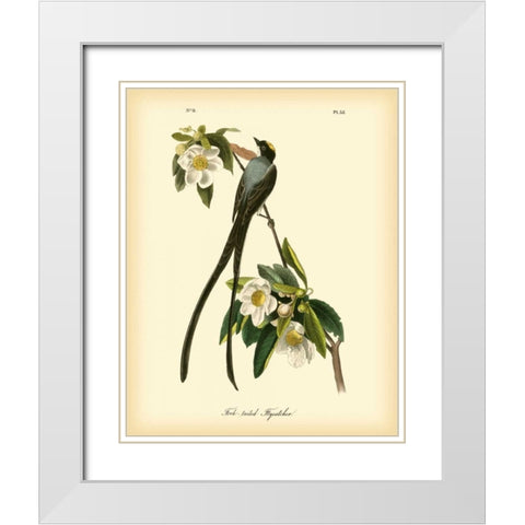 Fork-tailed Flycatcher White Modern Wood Framed Art Print with Double Matting by Audubon, John James