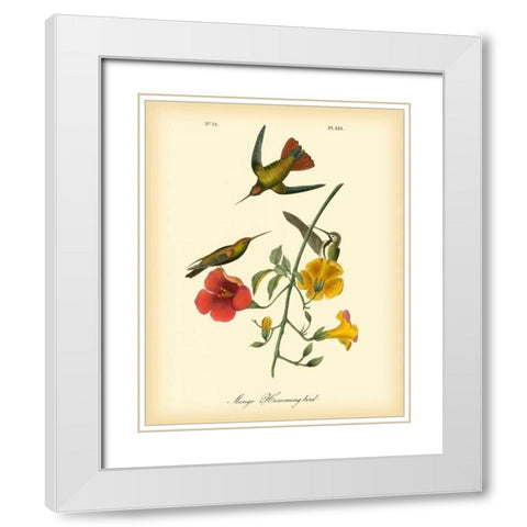Mango Hummingbird White Modern Wood Framed Art Print with Double Matting by Audubon, John James