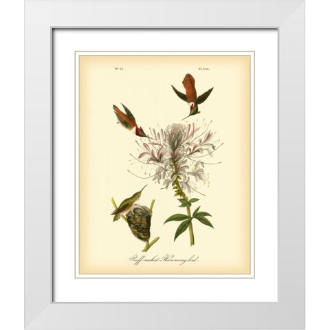 Ruff-neck Hummingbird White Modern Wood Framed Art Print with Double Matting by Audubon, John James