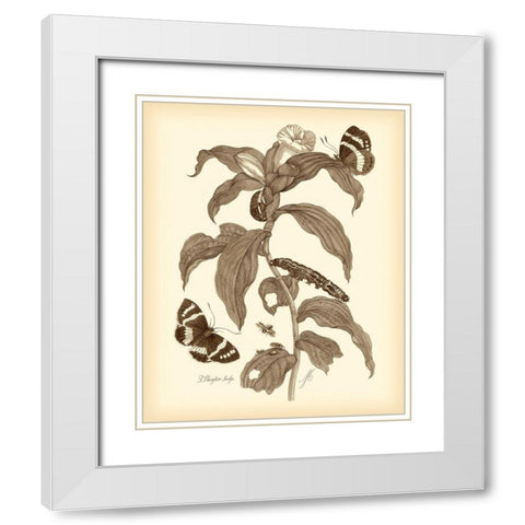 Nature Study in Sepia I White Modern Wood Framed Art Print with Double Matting by Merian, Maria S.