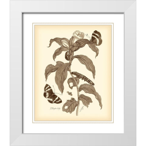 Nature Study in Sepia I White Modern Wood Framed Art Print with Double Matting by Merian, Maria S.
