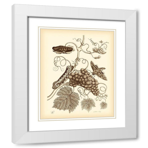 Nature Study in Sepia III White Modern Wood Framed Art Print with Double Matting by Merian, Maria S.