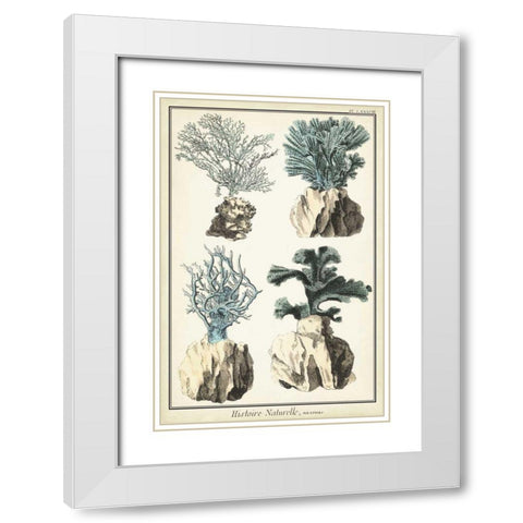 Coral Species III White Modern Wood Framed Art Print with Double Matting by Vision Studio