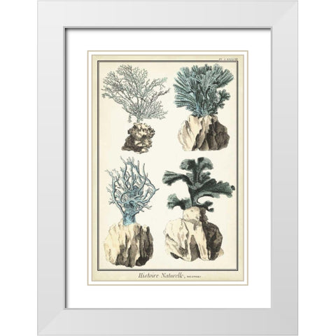 Coral Species III White Modern Wood Framed Art Print with Double Matting by Vision Studio