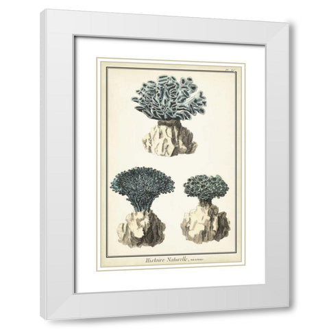 Coral Species IV White Modern Wood Framed Art Print with Double Matting by Vision Studio