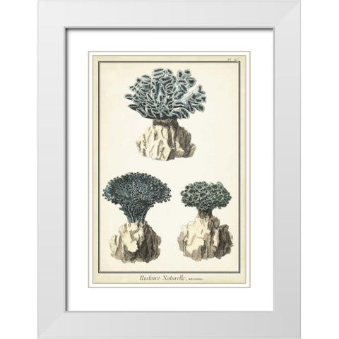 Coral Species IV White Modern Wood Framed Art Print with Double Matting by Vision Studio