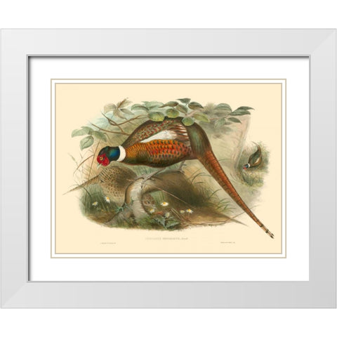 Gould Pheasants II White Modern Wood Framed Art Print with Double Matting by Gould, John