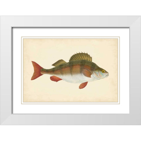 Donovan Antique Fish I White Modern Wood Framed Art Print with Double Matting by Donovan