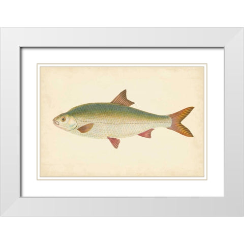 Donovan Antique Fish II White Modern Wood Framed Art Print with Double Matting by Donovan