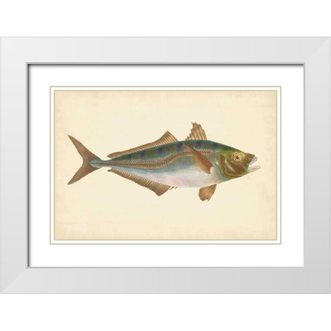 Donovan Antique Fish III White Modern Wood Framed Art Print with Double Matting by Donovan