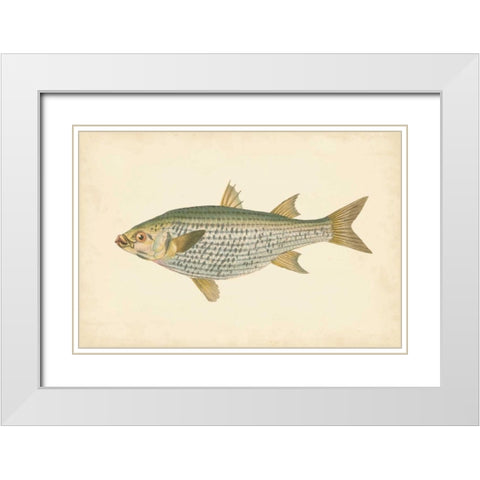 Donovan Antique Fish IV White Modern Wood Framed Art Print with Double Matting by Donovan
