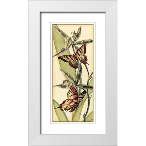 Butterfly Beauty I White Modern Wood Framed Art Print with Double Matting by Vision Studio
