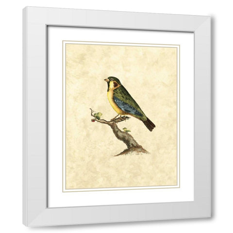 Selby Birds II White Modern Wood Framed Art Print with Double Matting by Selby, John