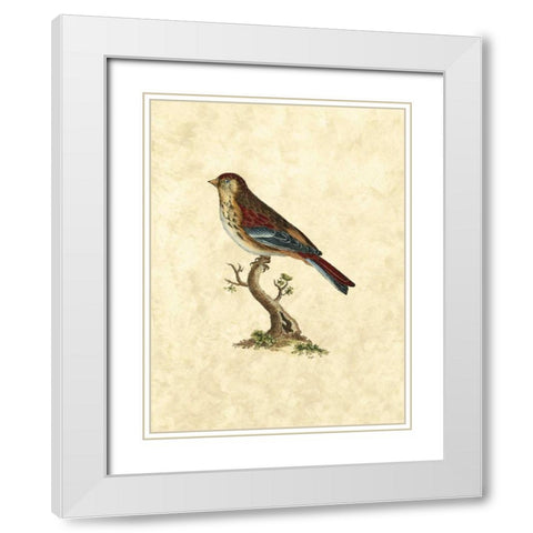 Selby Birds IV White Modern Wood Framed Art Print with Double Matting by Selby, John