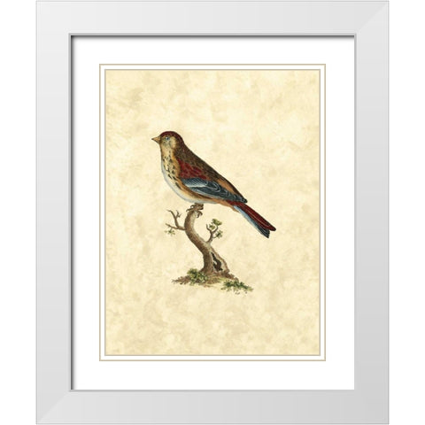 Selby Birds IV White Modern Wood Framed Art Print with Double Matting by Selby, John