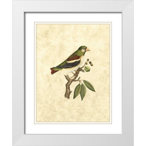 Selby Birds V White Modern Wood Framed Art Print with Double Matting by Selby, John