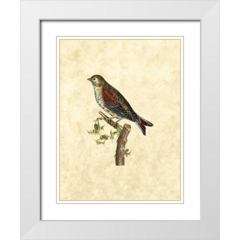 Selby Birds VI White Modern Wood Framed Art Print with Double Matting by Selby, John