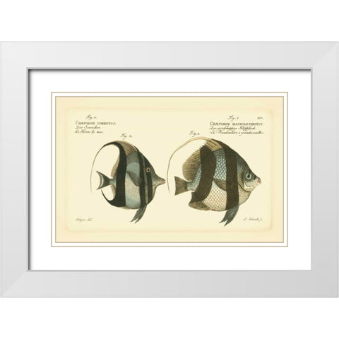 Bloch Antique Fish I White Modern Wood Framed Art Print with Double Matting by Bloch