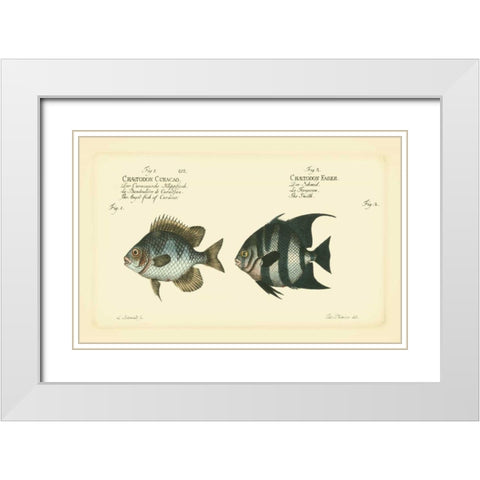 Bloch Antique Fish II White Modern Wood Framed Art Print with Double Matting by Bloch