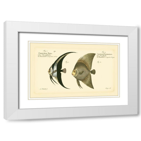 Bloch Antique Fish IV White Modern Wood Framed Art Print with Double Matting by Bloch