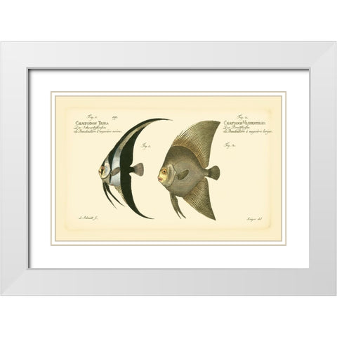 Bloch Antique Fish IV White Modern Wood Framed Art Print with Double Matting by Bloch
