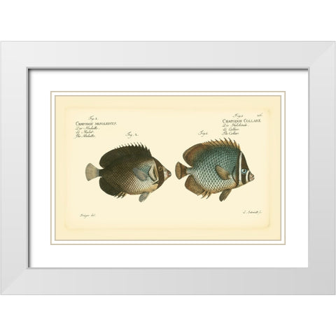Bloch Antique Fish V White Modern Wood Framed Art Print with Double Matting by Bloch