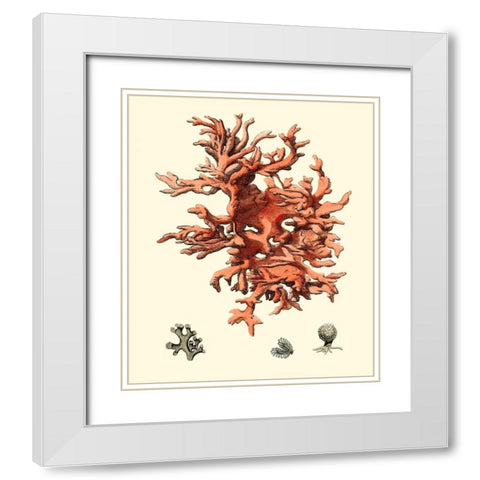 Red Coral III White Modern Wood Framed Art Print with Double Matting by Vision Studio