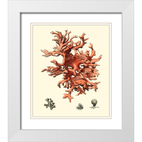 Red Coral III White Modern Wood Framed Art Print with Double Matting by Vision Studio