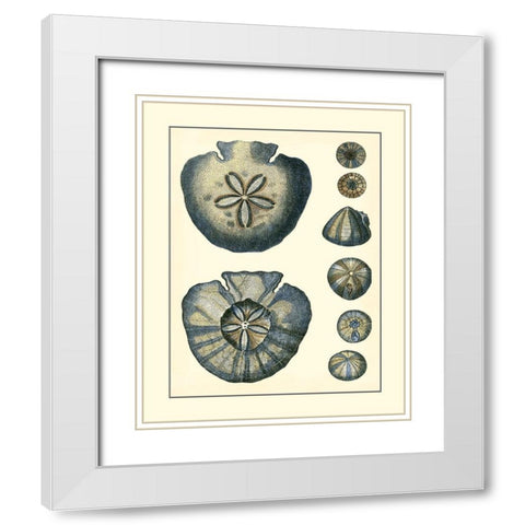 Antique Blue Sanddollar White Modern Wood Framed Art Print with Double Matting by Vision Studio