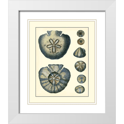 Antique Blue Sanddollar White Modern Wood Framed Art Print with Double Matting by Vision Studio