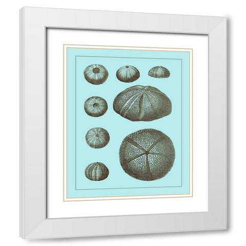 Tinted Shells on Aqua II White Modern Wood Framed Art Print with Double Matting by Vision Studio