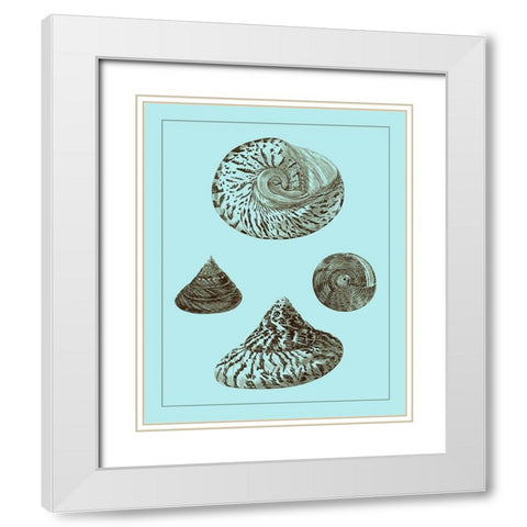 Tinted Shells on Aqua IV White Modern Wood Framed Art Print with Double Matting by Vision Studio