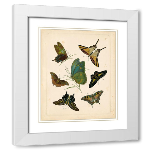 Antique Entomology I White Modern Wood Framed Art Print with Double Matting by Vision Studio