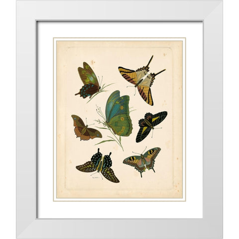 Antique Entomology I White Modern Wood Framed Art Print with Double Matting by Vision Studio