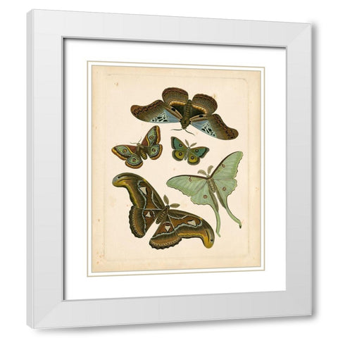 Antique Entomology II White Modern Wood Framed Art Print with Double Matting by Vision Studio