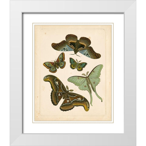 Antique Entomology II White Modern Wood Framed Art Print with Double Matting by Vision Studio