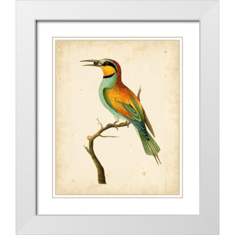 Nodder Tropical Bird I White Modern Wood Framed Art Print with Double Matting by Nodder, Frederick P.