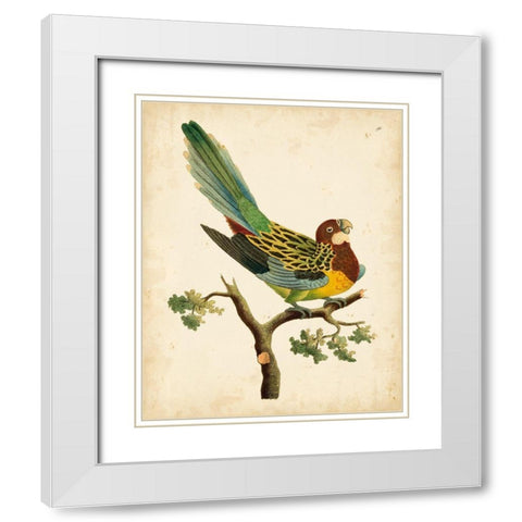 Nodder Tropical Bird II White Modern Wood Framed Art Print with Double Matting by Nodder, Frederick P.